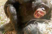 ボウズ、なんでチンパンジーが残虐なのか知ってるか？