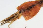 スルメイカを食べるメリット、ヤバいｗｗｗｗｗｗｗｗｗｗｗｗｗｗｗｗ