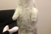 【ねこ画像】直立のねこ、招き猫と一緒に、毛糸玉解体中 ほか