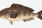 「そーいや刺身で食ったことないなって魚」 ← なに？