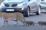 「ヒョウも赤ちゃんのときは、ただの子猫…」道路を渡る親子