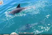 井上瑠夏の天然&無自覚w、『わぁー、イルカがいるーー!🐬』、熊本観光ガイドへの道・イルカウォッチング
