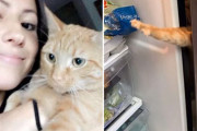食いしん坊の猫ちゃん、こっそり冷蔵庫に忍び込み成功・・・と思いきや！？いつもバレちゃうお茶目な姿