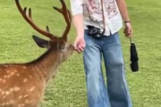 外国人さん、今度は鹿せんべいにフンを付けて食べさせようとしてしまう…