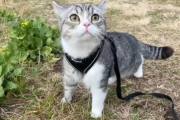 【画像】ポケモンみたいな猫、見つかる