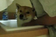 【柴犬動画】シャンプーされる柴子【再】