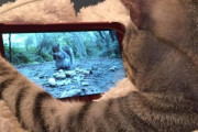 【ねこ画像】ご主人のPCの上を占拠して邪魔する猫さん…これは絶対に退かぬぞというお顔ですねwww