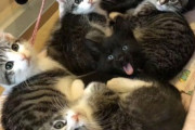 【ねこGIF】牛乳まみれになった子猫ちゃんを綺麗にしてあげる猫さん…とても美味しそうなご様子ですwww