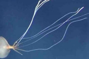 これまで12例しか目撃されていなかった深海イカが豪州で５匹確認される