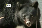 【岩手】クマが牛舎に進入…牛のエサ食べ半日以上居座る　市が箱わなで捕獲試みる