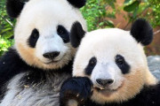 「パンダを再来日させるために中国に働きかけたほうがいい？」朝日新聞が世論調査した結果・・・