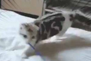 猫がベッドの上にいた。人の手は借りないよ♪ → 遊ぶ猫はこんな感じ…