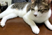 【ねこ画像】あまりの暑さにグダる三毛の保護猫さんと先輩猫さん…意外にも冷却アルミ板が大活躍ですねwww