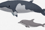 イルカやクジラは水中で生きてるのになんで鰓呼吸に進化させないんだろう？