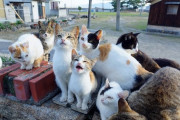 【ねこ画像】神社のねこたち、ねこの実 ほか【再】