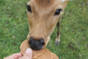 【悲報】観光客から煎餅を貰えなくなった奈良公園のシカの姿がヤバイ…