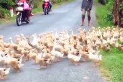 【動画】とんでもない数のアヒルの行列が目撃される‥‥お前らの想像の10倍は多い