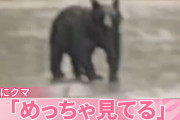 道路にクマ「めっちゃ見てる」出没相次ぐ