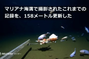 【画像】俺「水深8336mの深海魚かぁ…見た目グロいんだろうなぁ」→結果WWWWWWWWWWWWWWWWWWWWWWWWWWWWWWWWWWWWWWWWWWWWWWWWWWWWWWW