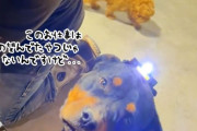 これ望んでた仕事じゃない…頭にライトをつけられ照らす係を任された犬の不満