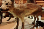 【画像】絶滅したニホンオオカミさん、とても可愛らしい見た目をしていたことが発覚