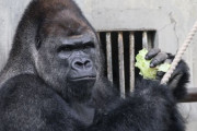 ゴリラ?「温厚です、ドラミングは威嚇じゃないです、思いやりあります」←これ