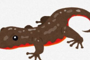 【朗報】イモリ、飼いやすい（画像あり）