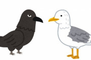 カモメとカラスの「正確さ」にハッキリ違いが出た…軍配はどっちに？