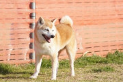 犬の専門家「柴犬は頑固で育てにくい。頭もあまり良くない」「初心者向けというのは嘘」