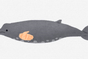 クジラの胸びれ、実は“指”が隠されている　デンマークの研究者がTwitterに投稿した画像が話題に　
