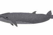 【謎】クジラの体重を測る方法