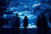 【画像】世界最大の円柱アクアリウム、爆発…