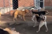 【動画】強者ボス犬、下っ端をわからせるｗｗｗｗｗ