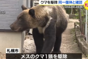 例のヒグマ、駆除された模様