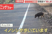 イノシシ大繁殖…1000頭超　悲鳴続々「田んぼ全滅」　突進で歩行者大けが　車に衝突も
