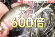 【朗報】アユ600倍、マグロ50倍の大豊漁！！関係者「豊漁すぎて困るレベル」