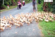 【動画】とんでもない数のアヒルの行列が目撃される　多分想像の10倍は多い