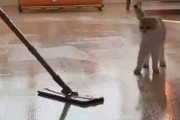 【これはヤバイ】 男が床をモップがけしていた。いつもより何度も拭いてしまう！ → なぜならば…