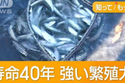 本栖湖名物のヒメマスが激減…どう猛な外来種レイクトラウトに食い荒らされる
