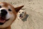 【GIF】面白い犬の画像かGifくれｗｗｗｗｗｗｗｗｗ