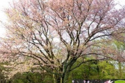 ソメイヨシノは自生出来ないって何故認めない？　～　【起源主張ができなくなったから】「日本の桜を抜いて、済州の王桜を植えよう」キャンペーン始まる