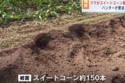【北海道】クマ、スイートコーン150本食い荒らす…電気柵の電線を切って畑に侵入か