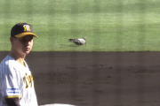 【阪神】甲子園のセカンドに鳩ｗｗｗｗｗｗｗｗｗｗｗｗｗ