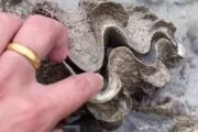 穴があったら入れてみたい？ 観光客が海岸で見つけた貝に魅せられた結果 → 【動画あり】