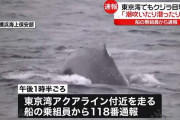 東京湾でもクジラ確認