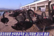台風＆コロナで食糧難...北朝鮮の一手は「コクチョウ大量飼育」　「人民生活向上の基盤」になるのか