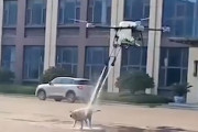 【動画】ドローンに洗われるイッヌｗｗｗｗｗ