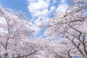 【画像あり】韓国人「韓国の桜が美しいですね‥芸術だ」韓国の桜の名所の近況をご覧ください　韓国の反応