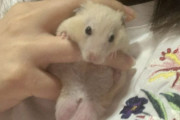 ツイ民「獣医さん！うちのハムスターの金たまがでかいんです！」獣医「金たまデカイっすね」