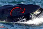 1兆分の1の可能性？！クジラに丸吞みされかけた男性、ほぼ無傷で生還する